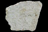 Polished Fossil Chain Coral (Catenipora) - Estonia #91861-1